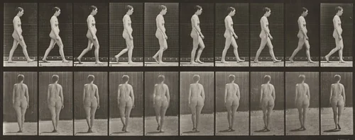 Plate Number 15. Walking by Eadweard Muybridge, photograph, 1887