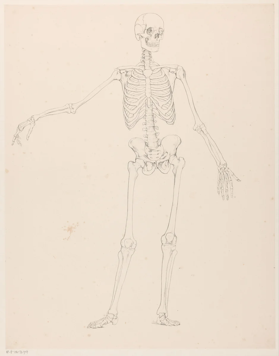 Menselijk skelet by Jean Augustin Daiwaille, print, 1820-1833