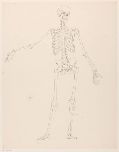 Menselijk skelet by Jean Augustin Daiwaille, print, 1820-1833