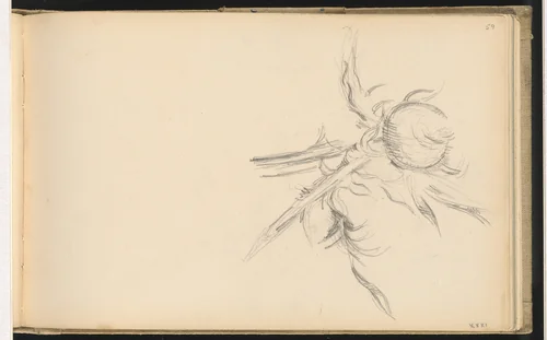 Thistle by Paul Cezanne, drawing, 1893-1896