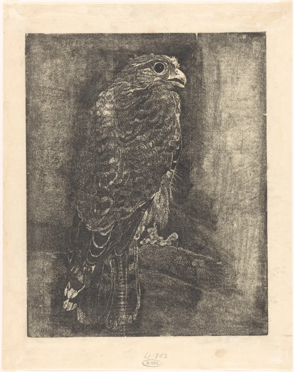 Valk op een tak by Emilius Wilhelmus Dehé, print, 1896-1947