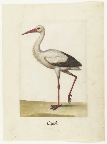 Ooievaar by anonymous, drawing, 1560-1585