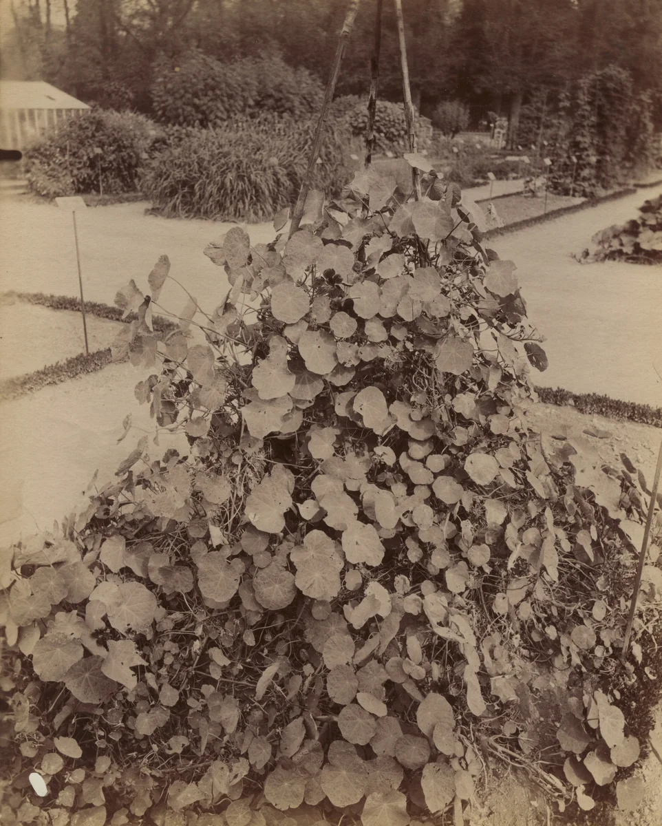 Nasturtiums by Eugène Atget, photograph, 1900