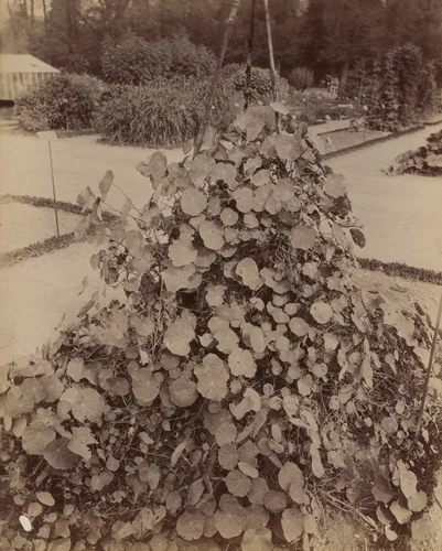 Nasturtiums by Eugène Atget, photograph, 1900