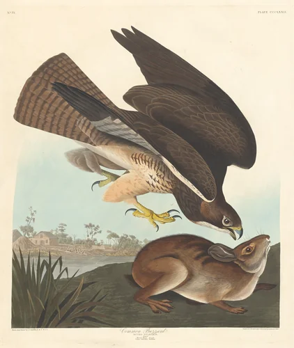 Common Buzzard by Robert Havell, Jr.; John James Audubon, print, 1837