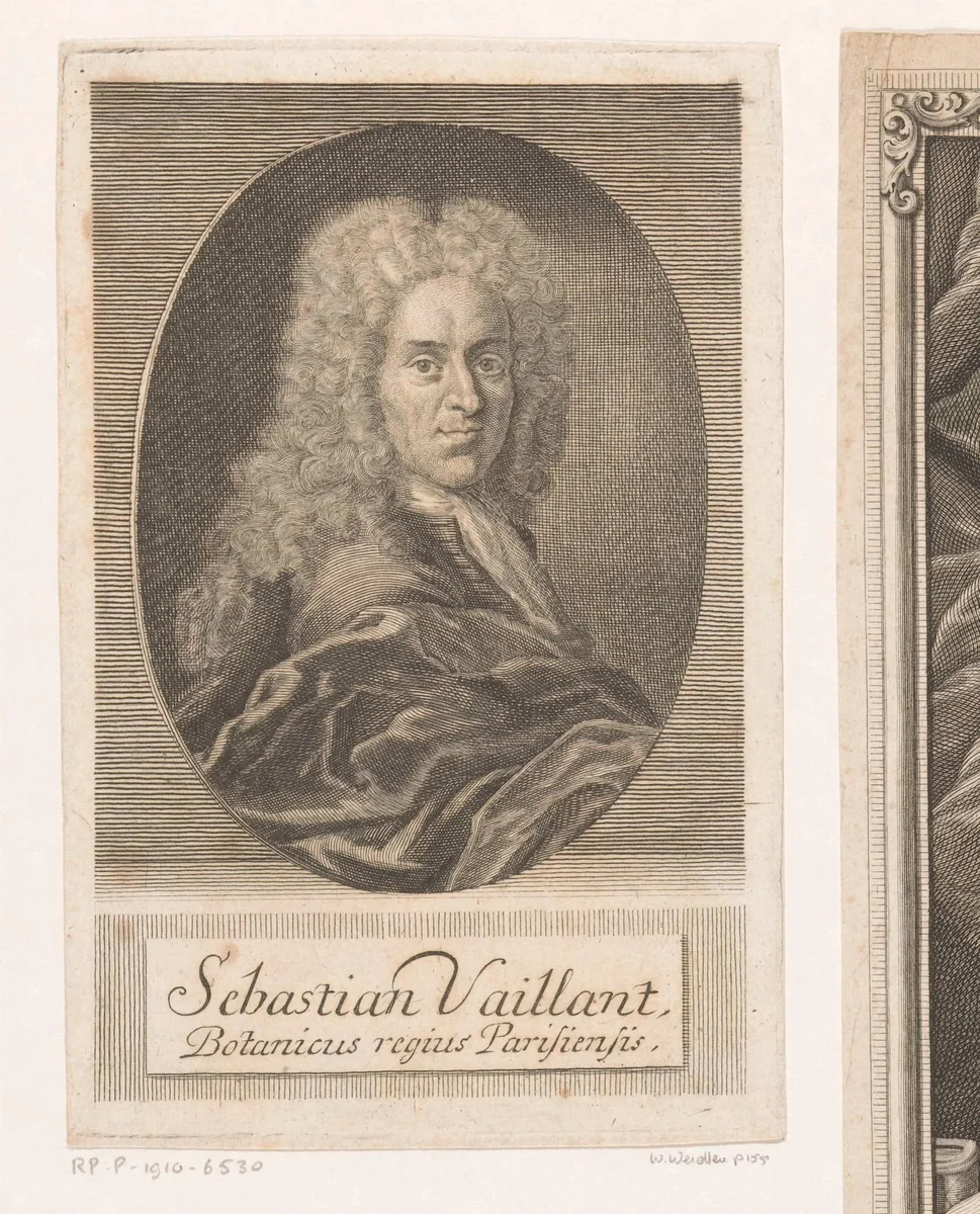 Portret van Sébastien Vaillant by Martin Bernigeroth, print, 1728