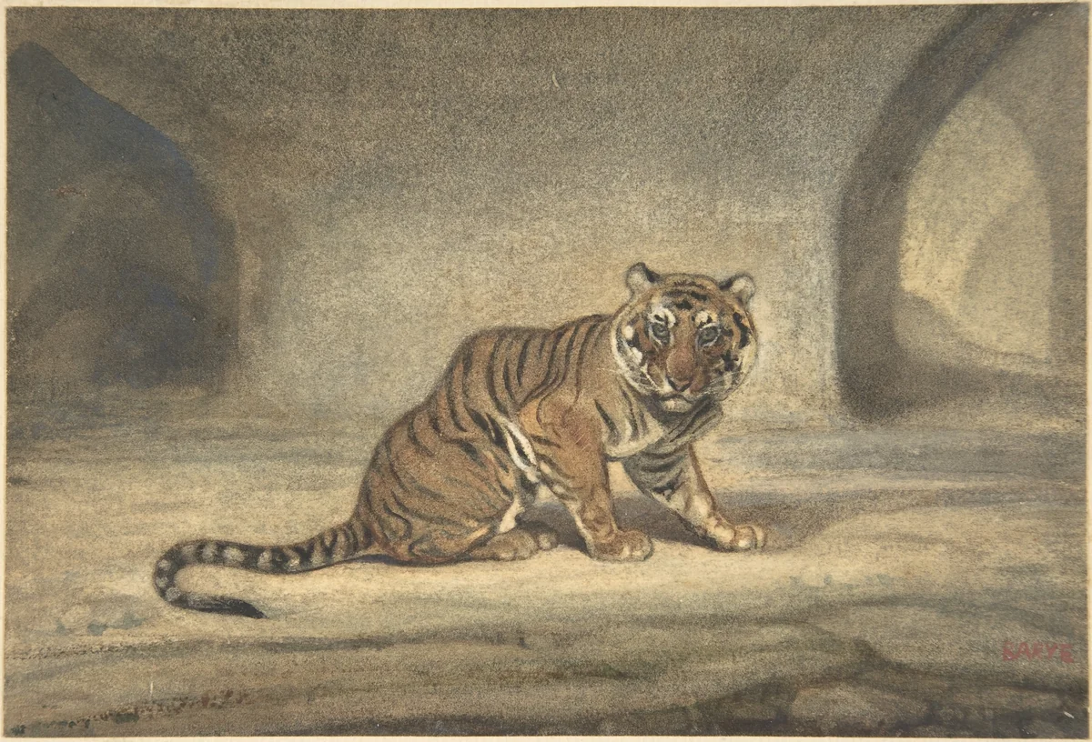 Tiger by Antoine-Louis Barye, drawing, 1810-1875