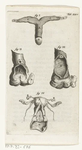 Anatomische afbeelding van de clitoris, de vagina en de uterus by Hendrik Bary, print, 1672