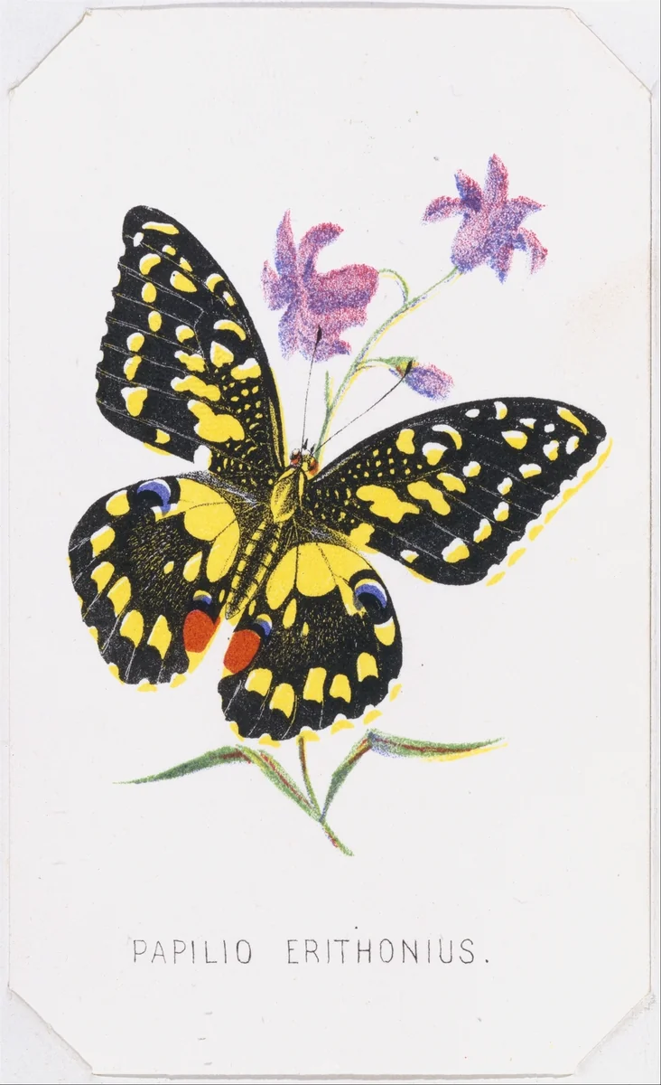 Papilio Erithonius, from "The Butterflies and Moths of America", Part 1 by Louis Prang & Co., print, 1860
