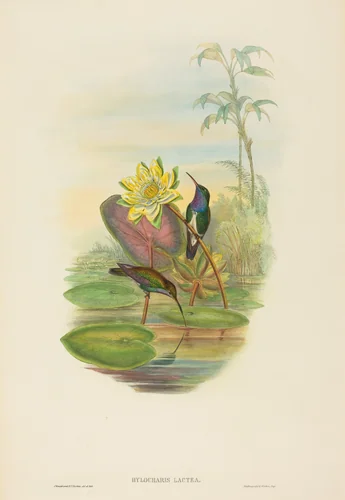 Hylocharis lactea (Sapphire-breasted Emerald) by H.C. Richter; John Gould, print, 1804-1881