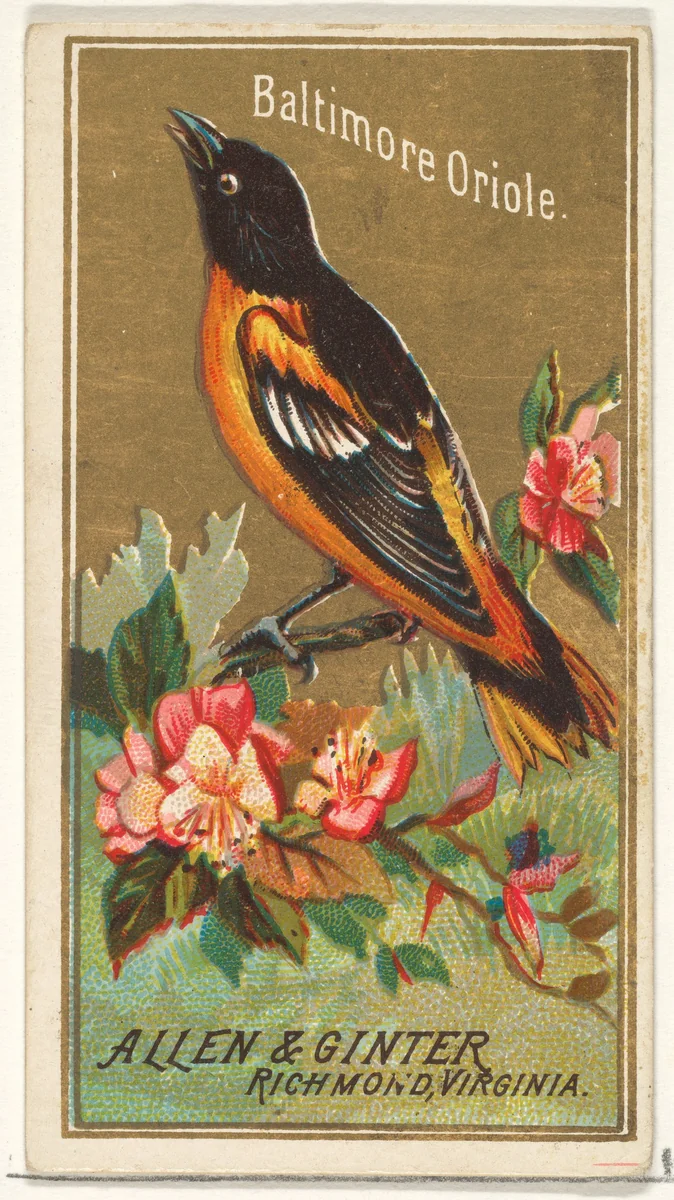 Baltimore Oriole, from the Birds of America series (N4) for Allen & Ginter Cigarettes Brands by Allen & Ginter, print, 1888