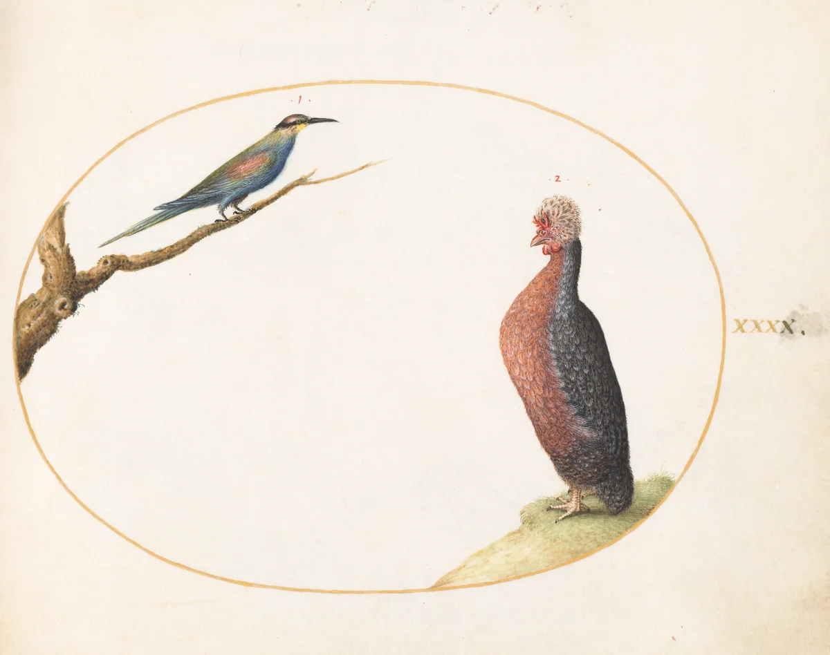 Plate 40: European Bee-Eater and Exotic Chicken by Joris Hoefnagel, drawing, 1570-1599