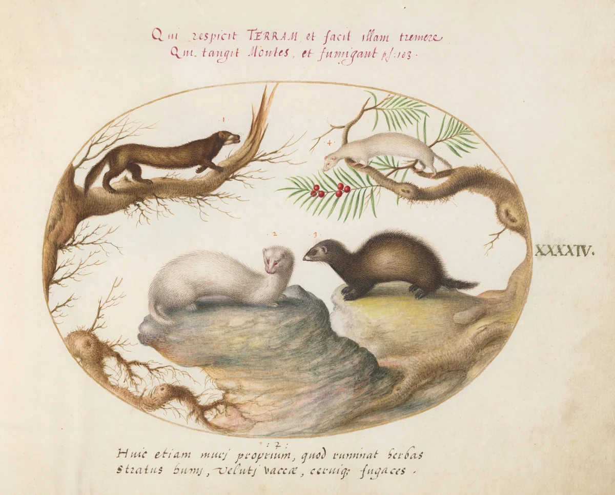 Plate 44: Polecat, Mink, and Ermine by Joris Hoefnagel, drawing, 1570-1599