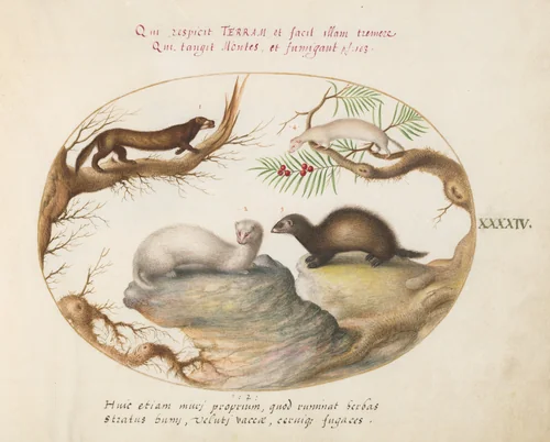 Plate 44: Polecat, Mink, and Ermine by Joris Hoefnagel, drawing, 1570-1599