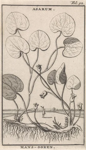 Mansoor by Caspar Luyken, print, 1698