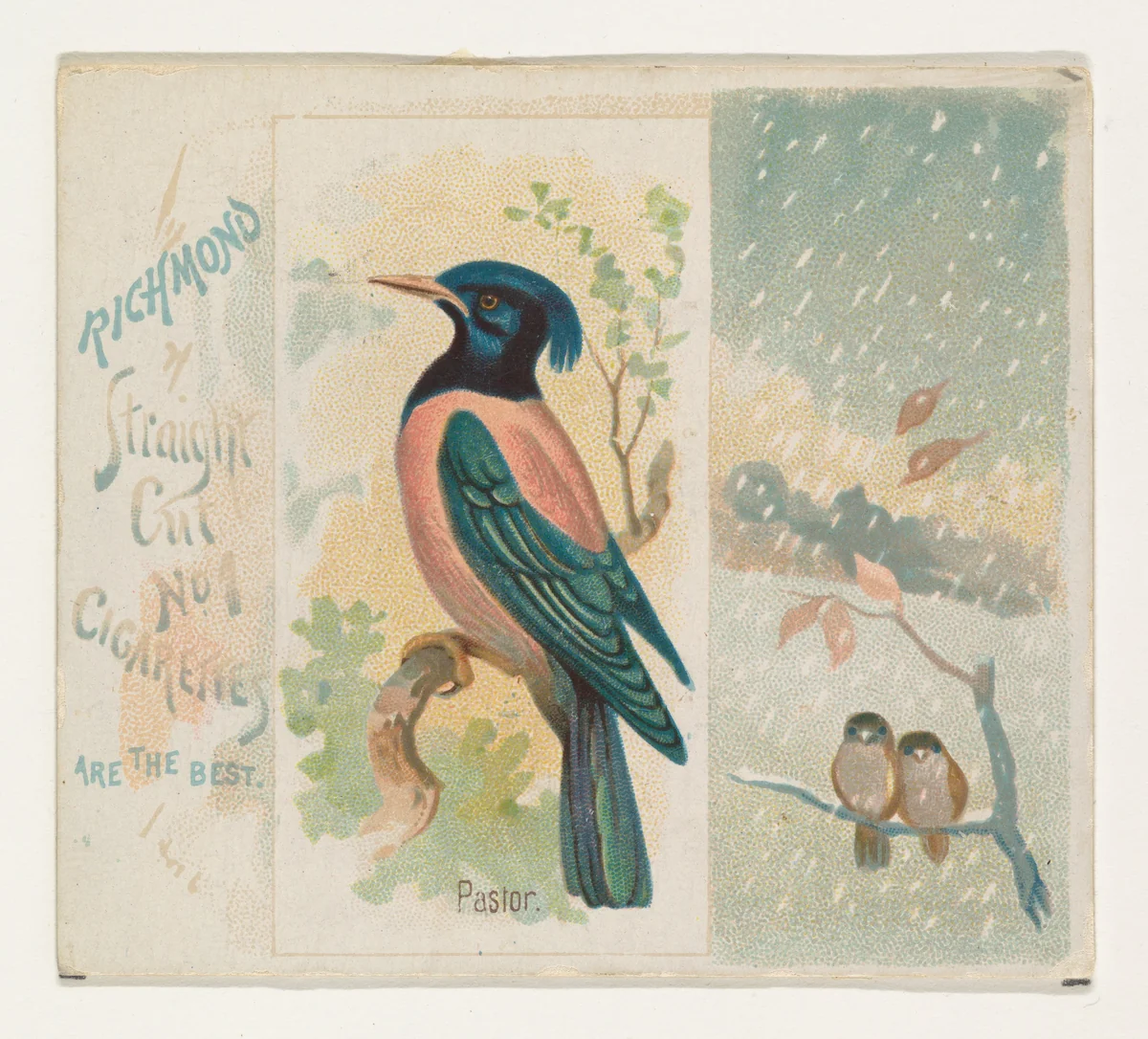 Pastor, from the Song Birds of the World series (N42) for Allen & Ginter Cigarettes by Allen & Ginter, print, 1890