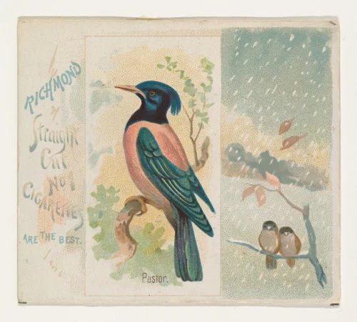 Pastor, from the Song Birds of the World series (N42) for Allen & Ginter Cigarettes by Allen & Ginter, print, 1890