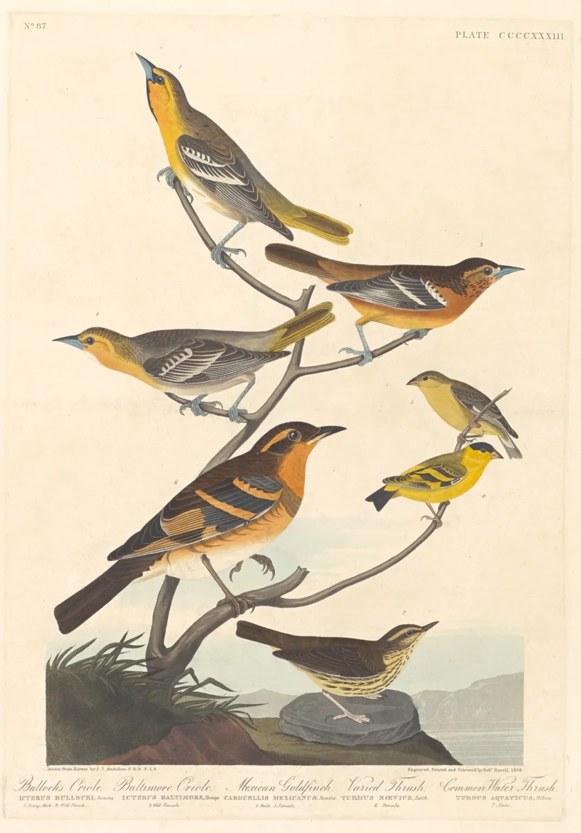 Bullock's Oriole, Baltimore Oriole, Mexican Goldfinch and Varied Thrush by Robert Havell, Jr.; John James Audubon, print, 1838