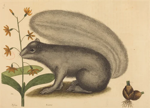 The Grey Fox Squirrel (Sciurus cinereus) by Mark Catesby, print, 1731-1743