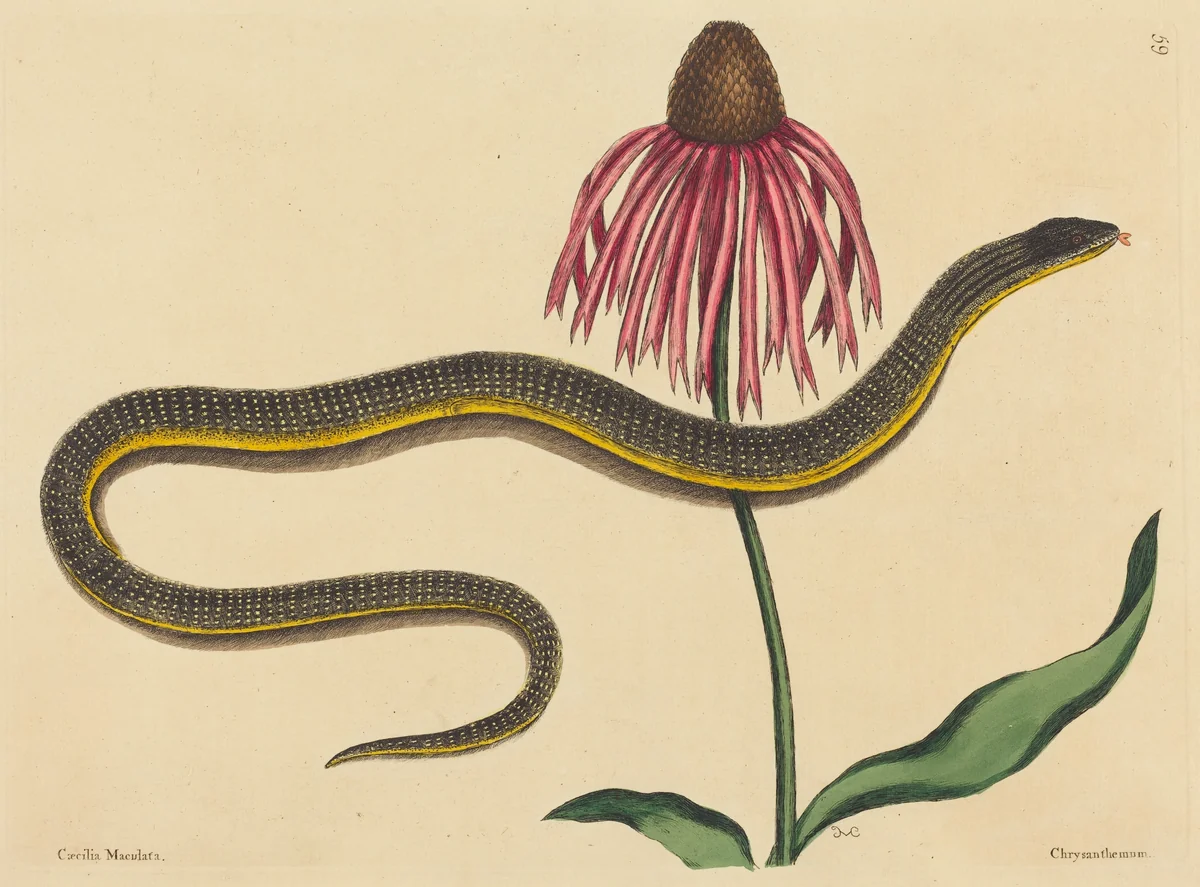 The Glass Snake (Anguis ventralis) by Mark Catesby, print, 1731-1743
