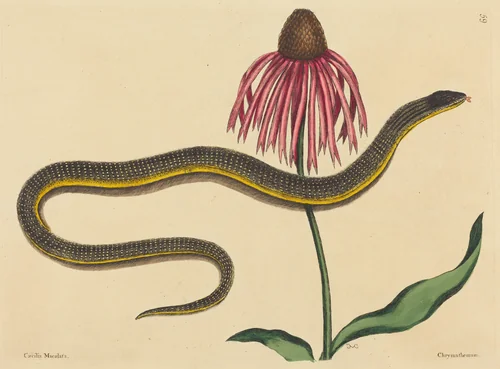 The Glass Snake (Anguis ventralis) by Mark Catesby, print, 1731-1743