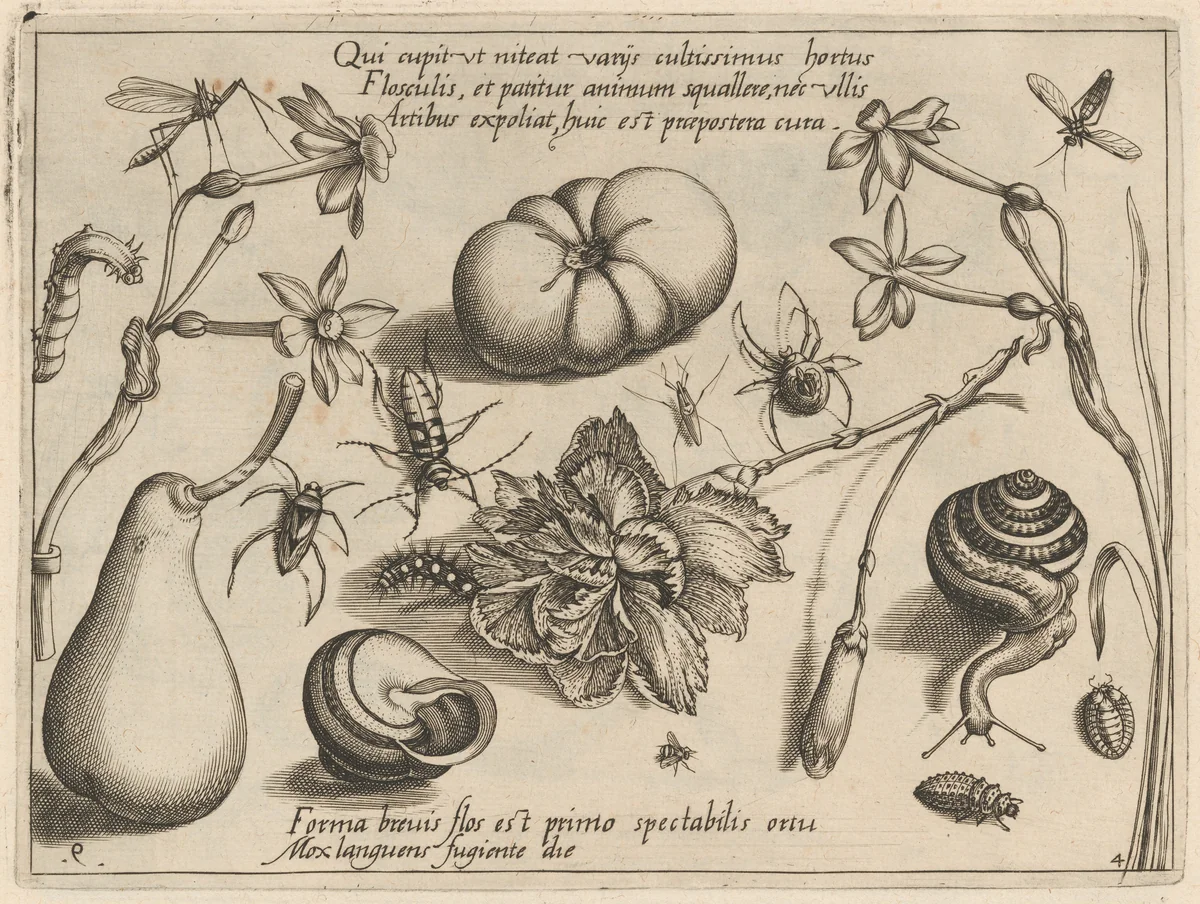 Archetypa studiaque patris Georgii Hoefnagelii [Part 4, Plate 9] by Jacob Hoefnagel; Joris Hoefnagel, print, 1592