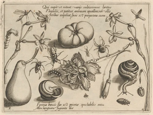 Archetypa studiaque patris Georgii Hoefnagelii [Part 4, Plate 9] by Jacob Hoefnagel; Joris Hoefnagel, print, 1592