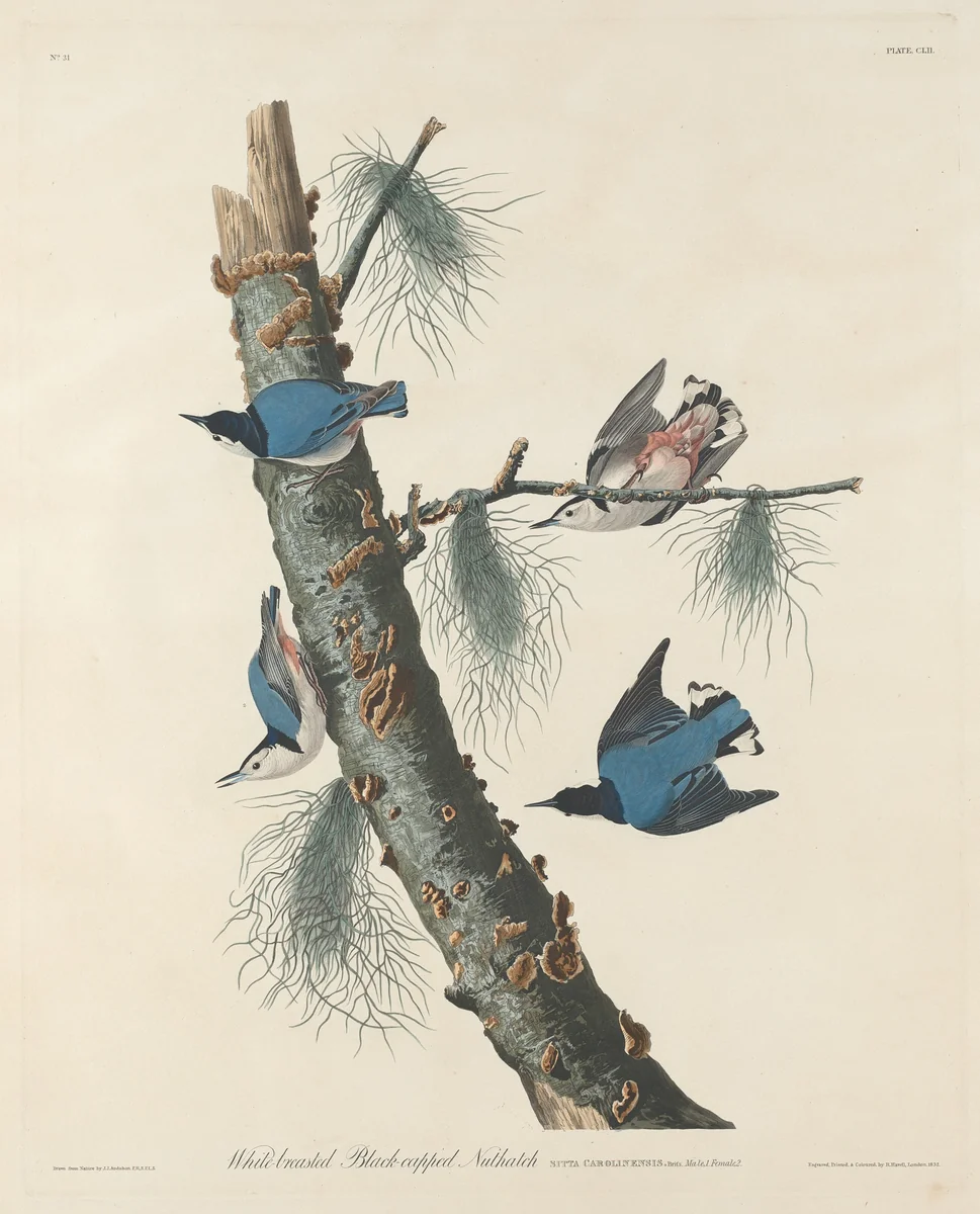 White-breasted Black-capped Nuthatch by Robert Havell, Jr.; John James Audubon, print, 1832