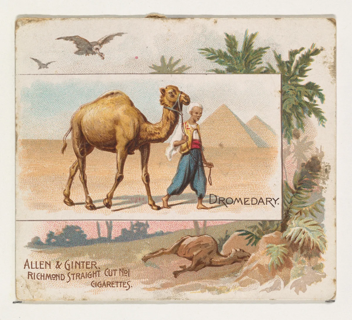 Dromedary, from Quadrupeds series (N41) for Allen & Ginter Cigarettes by Allen & Ginter, print, 1890