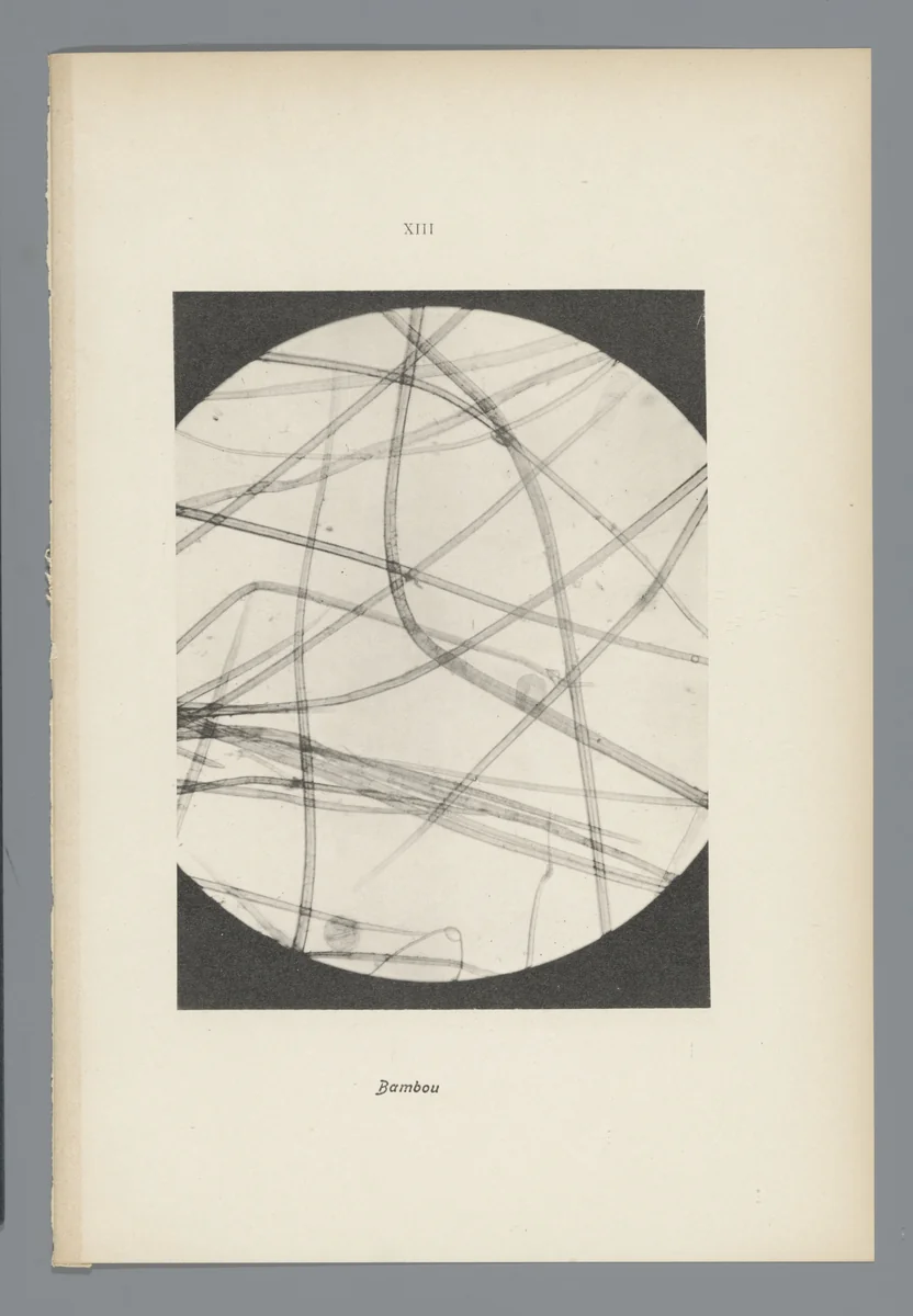 Microfoto’s van papiervezels by anonymous, photograph, 1900