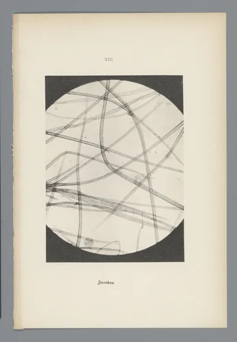 Microfoto’s van papiervezels by anonymous, photograph, 1900