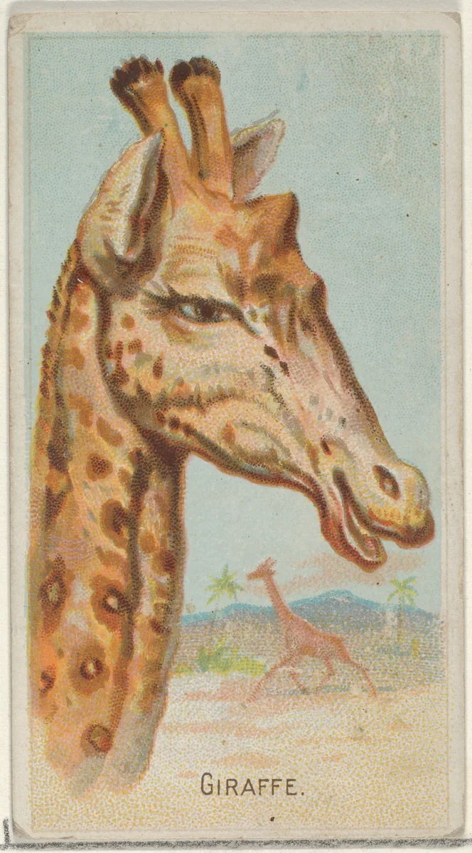 Giraffe, from the Wild Animals of the World series (N25) for Allen & Ginter Cigarettes by Allen & Ginter, print, 1888
