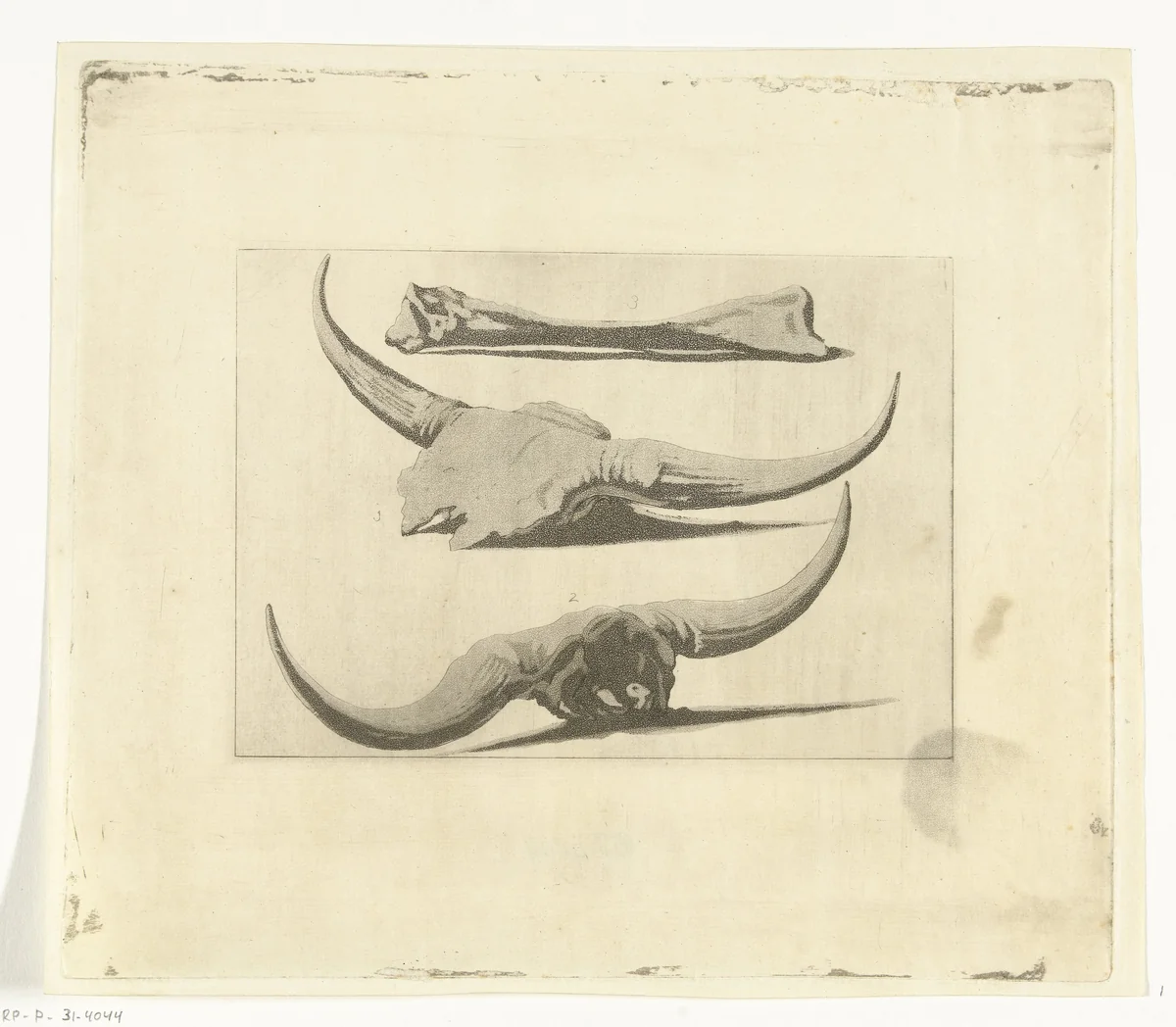 Beenderen van een os by Anthonie van den Bos, print, 1809-1810