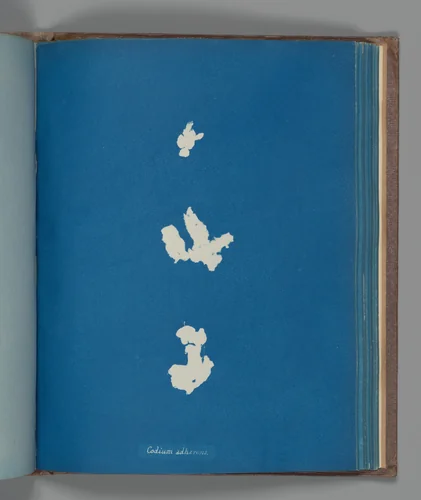 Codium adhærenus by Anna Atkins, photograph, 1851-1855