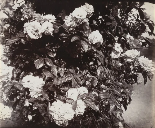 Bagatelle by Eugène Atget, photograph, 1915
