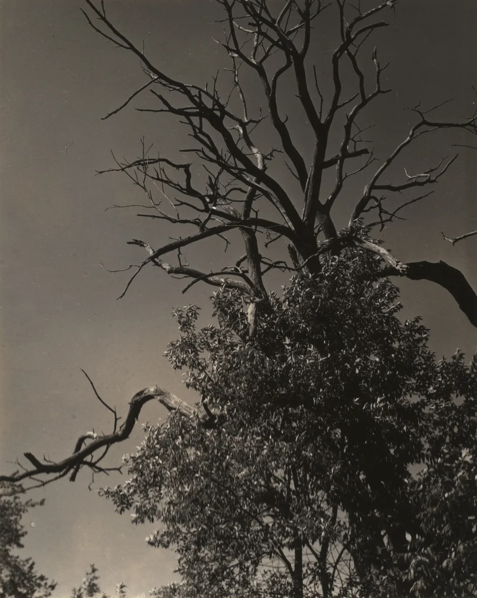Dead Chestnut Tree by Alfred Stieglitz, photograph, 1937