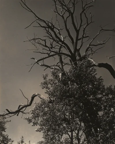 Dead Chestnut Tree by Alfred Stieglitz, photograph, 1937