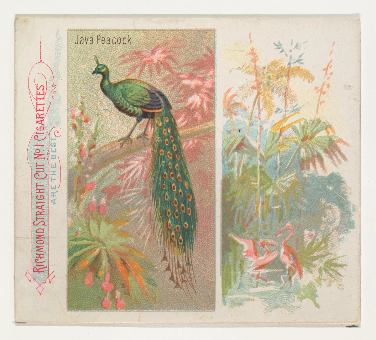 Java Peacock, from Birds of the Tropics series (N38) for Allen & Ginter Cigarettes by Allen & Ginter, print, 1889