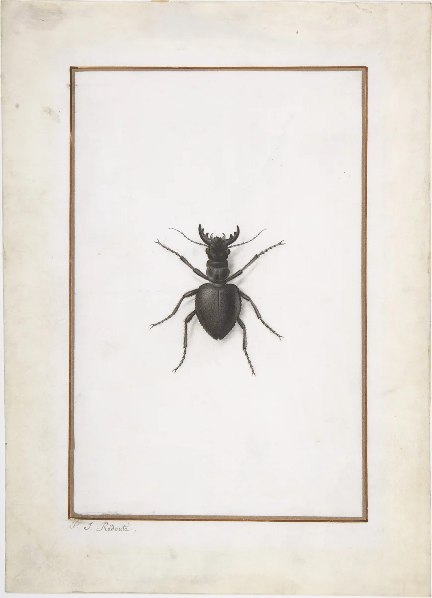 A Stag Beetle by Pierre-Joseph Redouté, drawing, 1770-1840