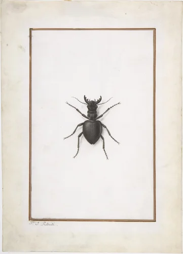 A Stag Beetle by Pierre-Joseph Redouté, drawing, 1770-1840