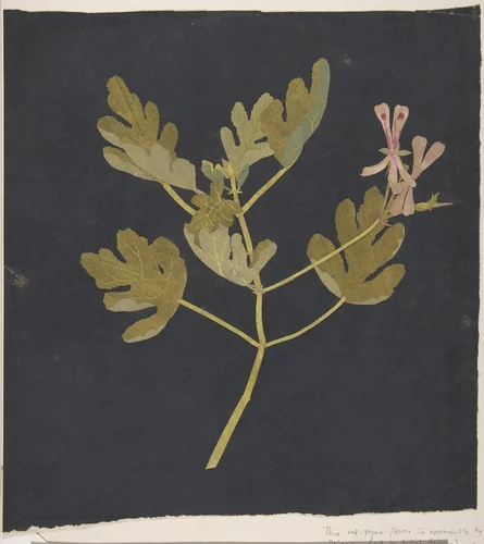 Botanical Study by Mary Delany, other, 1767-1787