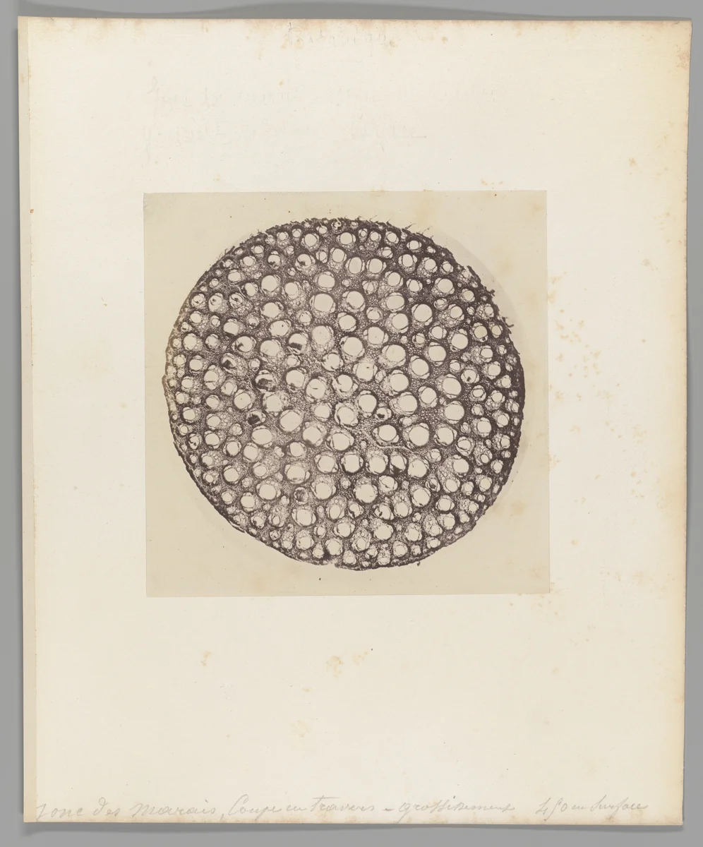 [Untitled] by Auguste-Adolphe Bertsch, photograph, 1853-1857