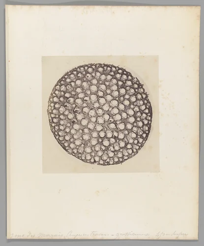 [Untitled] by Auguste-Adolphe Bertsch, photograph, 1853-1857