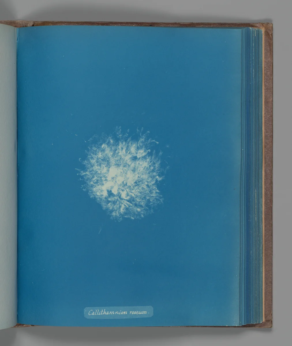 Callithamnion roseum by Anna Atkins, photograph, 1851-1855