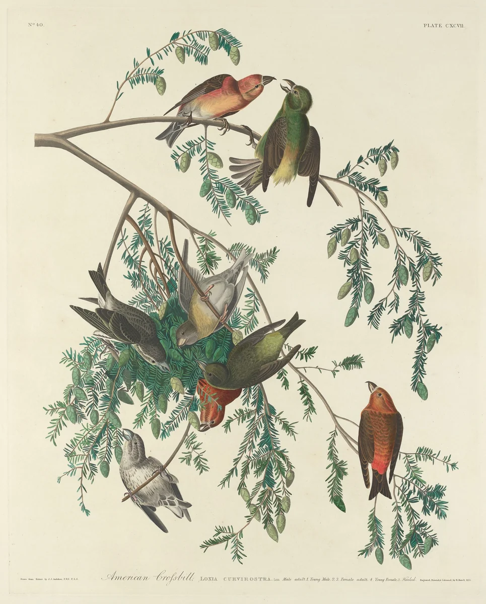 American Crossbill by Robert Havell, Jr.; John James Audubon, print, 1834