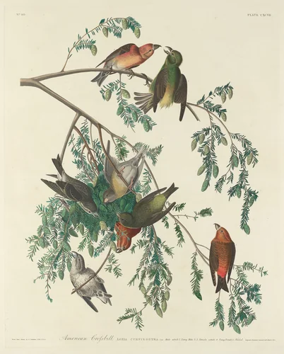 American Crossbill by Robert Havell, Jr.; John James Audubon, print, 1834