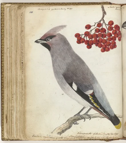 Zweedse vogel by Jan Brandes, drawing, 1795
