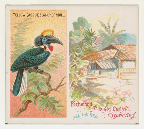 Yellow-Casque Black Hornbill, from Birds of the Tropics series (N38) for Allen & Ginter Cigarettes by Allen & Ginter, print, 1889