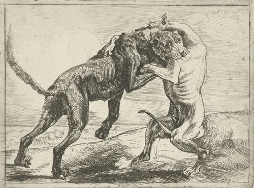 Twee vechtende honden by Pauwels van Hillegaert, print, 1654