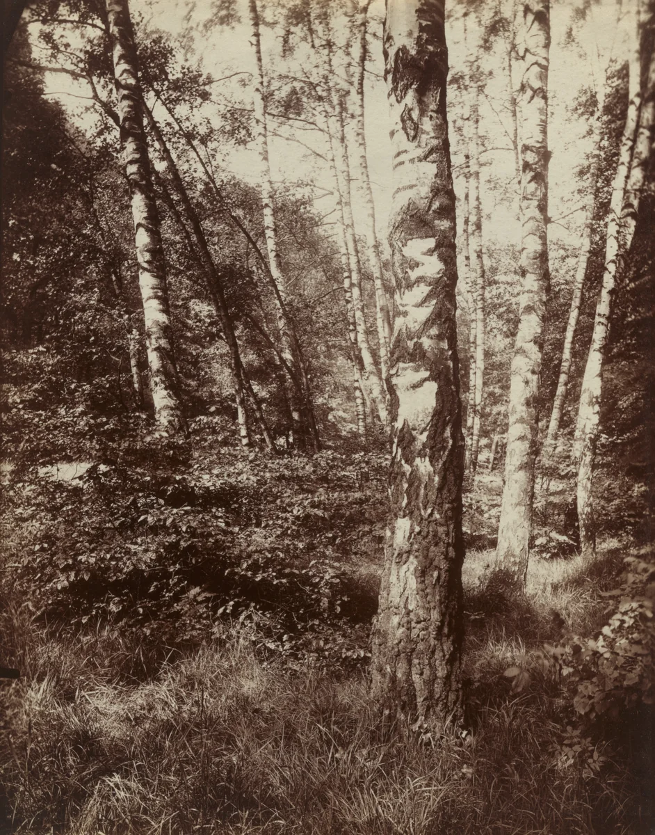 Bouleaux by Eugène Atget, photograph, 1919